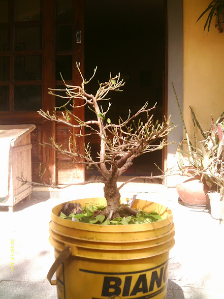 Outro  Ficus Microcarpa... IMAG0067