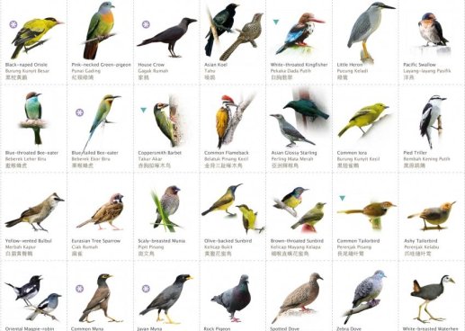 Common Garden Birds In Malaysia - Picture Taken From http://www.mygardenbirdwatch.com