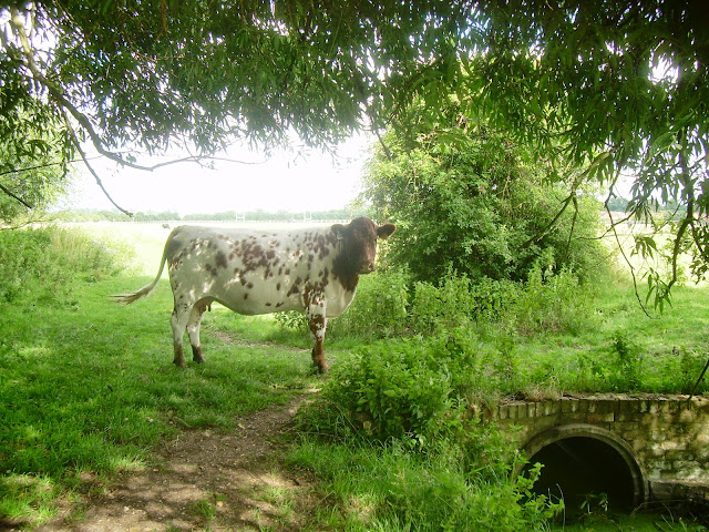 Cow on the path