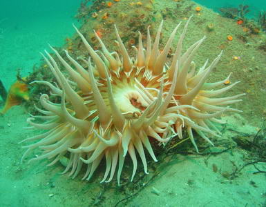 Anemon laut