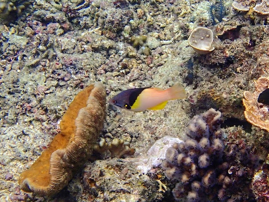 Bodianus mesothorax (Blackbelt Hogfish), Miniloc Island Resort reef, Palawan, Philippines.