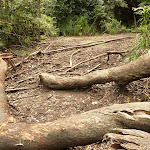 Logs over the track near Abbotts Falls in the Watagans (321494)