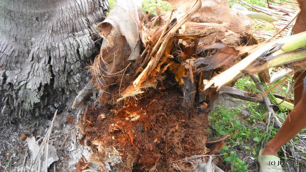 Coconut%2520bug%252027%2520Jul%252C%2520