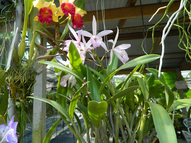 Орхидеи и прочая красота на о. Пхукет - Страница 16 DSCN0113