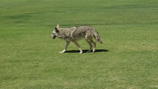 Golf Course «The 500 Club», reviews and photos, 4707 W Pinnacle Peak Rd, Glendale, AZ 85310, USA