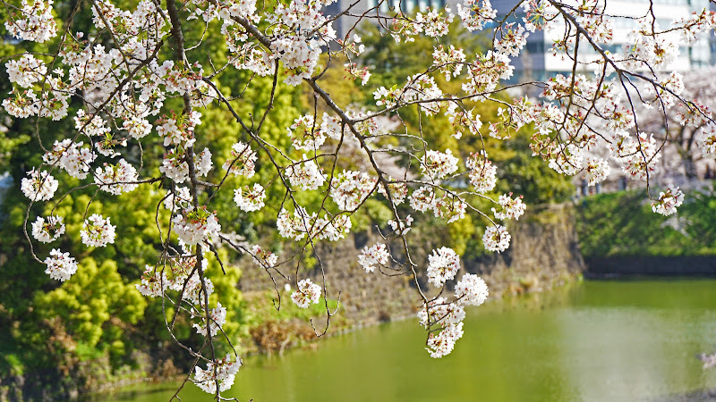 千鳥ヶ淵 桜 写真6