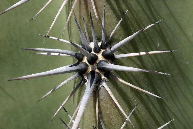 Saguaro Spines