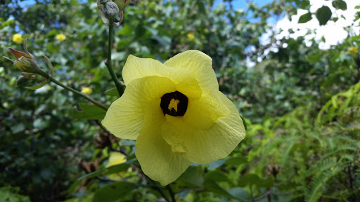 Moanalua Valley Trail Start (Kulana'ahane)