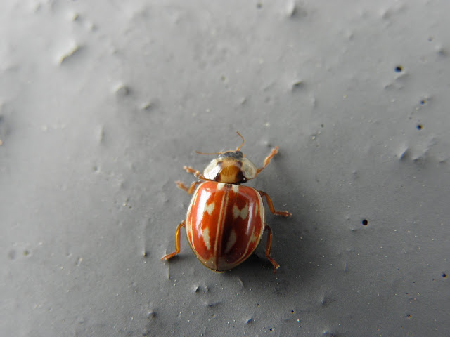 coccinelle à frange P5260206