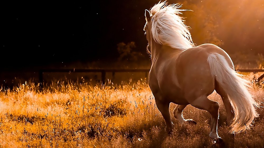 All Wallpapers: Beautiful Horse Hd Wallpapers 2013