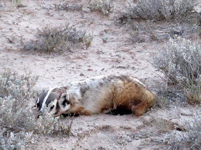 An injured badger that I encountered on the ride back