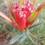Lambertia formosa (Mountain Devil) Flower (127261)