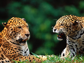 Wildlife Photos of African Leopard