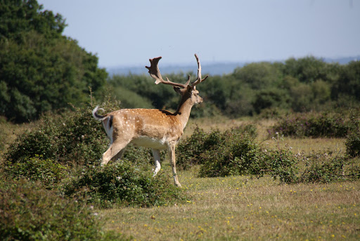Ocknell Campsite New Forest