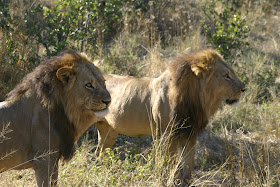 Wildlife Photos of Lion