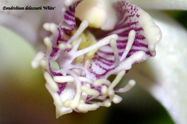 Dendrobium delacourii 'White' CSC_0025