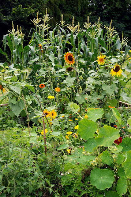 Homestead Revival: Adding Flowers To The Vegetable Garden