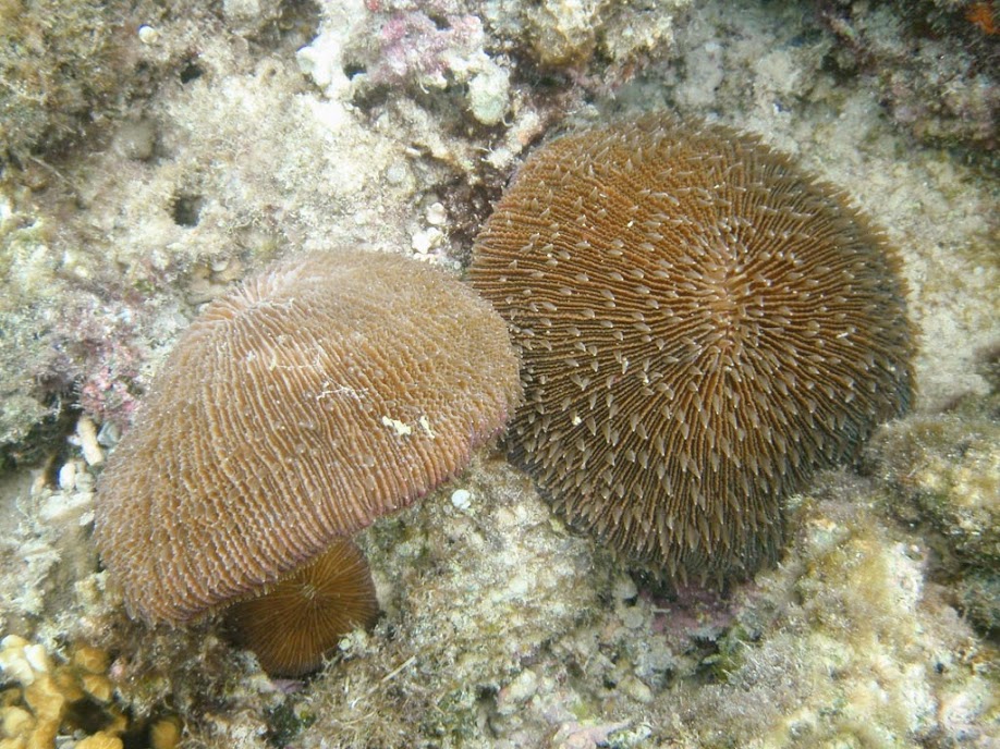Fungia repanda (Fungia Coral), Naigani Island, Fiji.