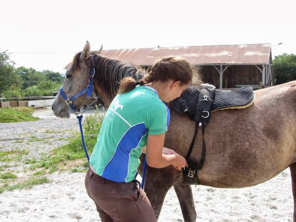 Trois pouliches (2011 et 2013) chez Caperuza Arabians cause cessation Boca134