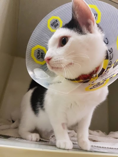 Photos of Centennial Animal Hospital