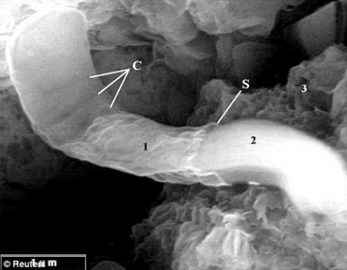Alien From Area 51 The Alien Autopsy Footage Revealed