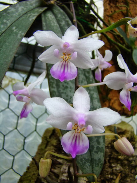 Phalaenopsis lindenii DSC09937