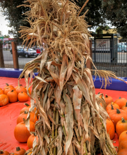 Pumpkin Patch «ABC Tree Farms & Pick of the Patch Pumpkins», reviews and photos, 803 W El Camino Real, Sunnyvale, CA 94087, USA