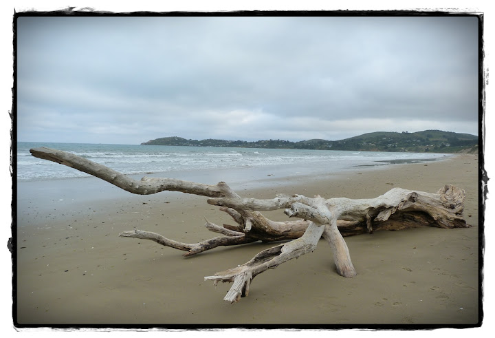 Del Monte Cook a la Península de Otago: playa y montaña - Te Wai Pounamu, verde y azul (Nueva Zelanda isla Sur) (9)
