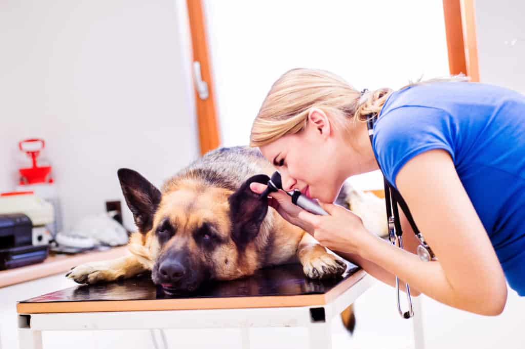 perro recibiendo un examen de oído