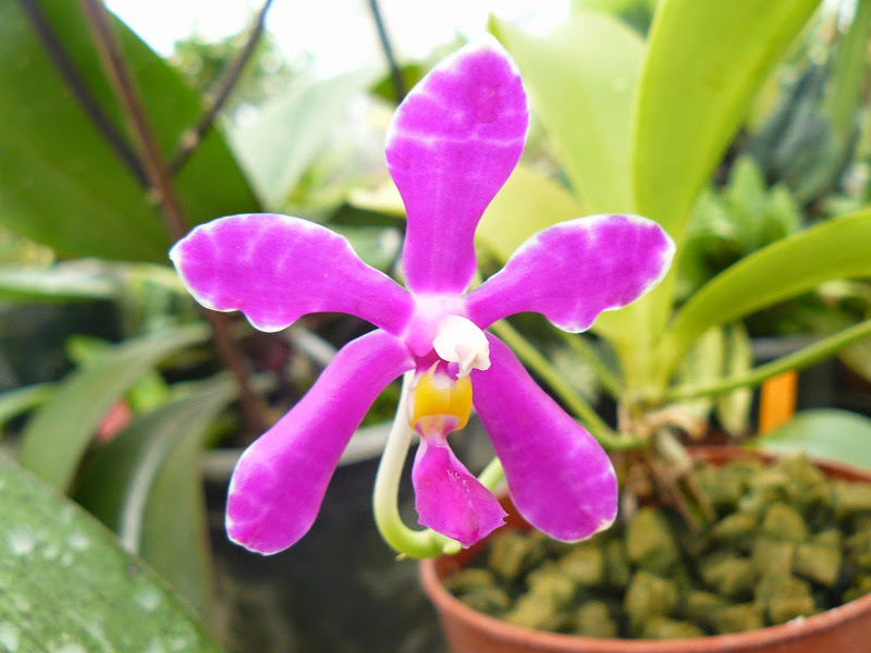 Phalaenopsis pulchra P1010837