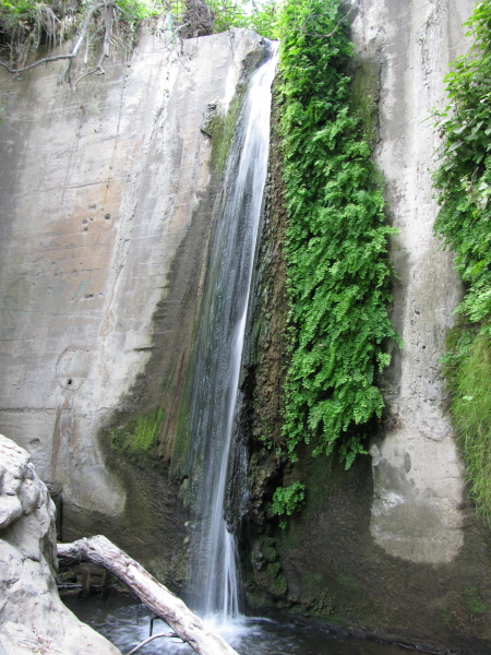 rock growing under the falls on the dam
