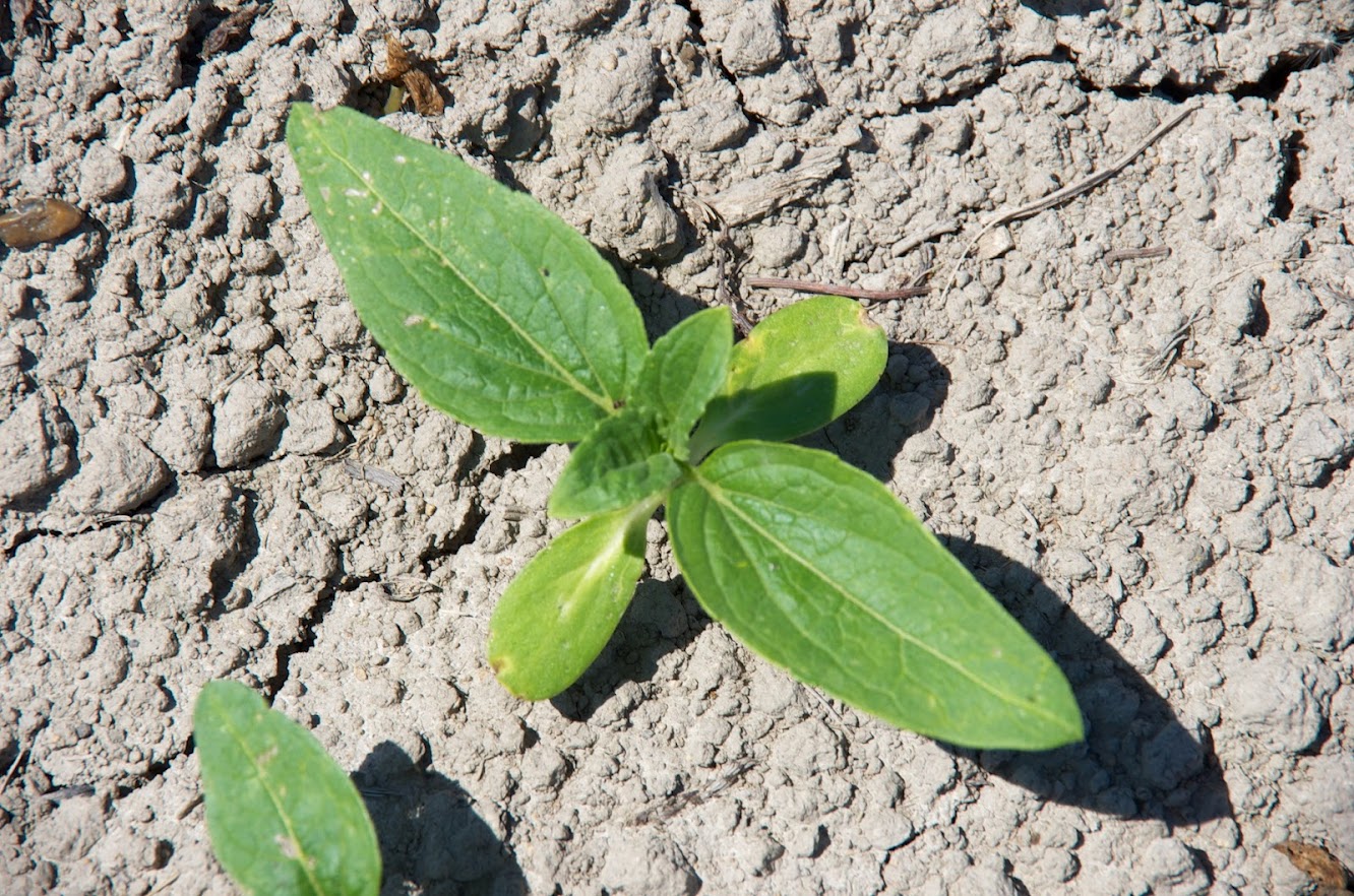 ６月２日 月 ひまわり開花状況 里の様子 北竜町ポータル 北海道 日本一を誇るひまわりの里