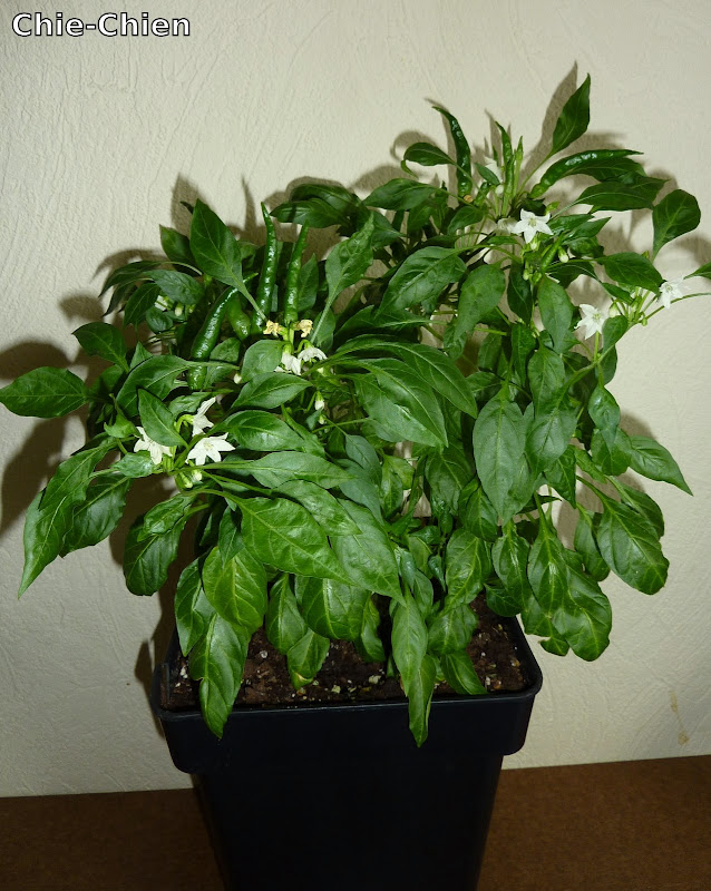 P1160533.JPG