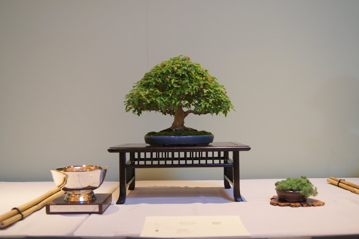 34th Midwest Bonsai Exhibition-Chicago Botanical Garden DSC01531