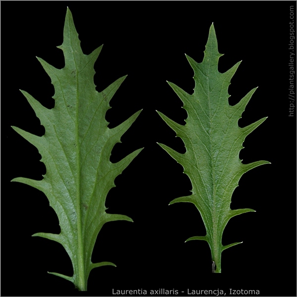 Laurentia axillaris leaf - Laurencja, Izotoma liść 