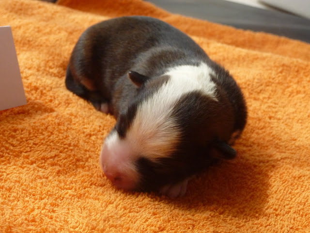 Dobby kurz nach der Geburt