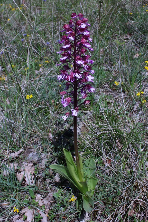Orchis purpurea IMG_6070