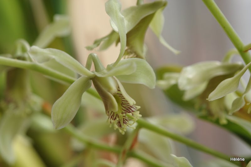 Dendrobium venustum Dendrobium+Venustum+2