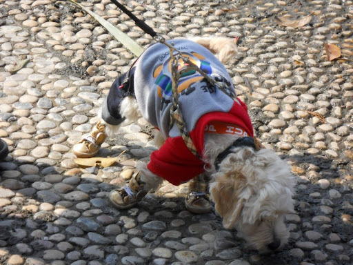 This has to be dog abuse!