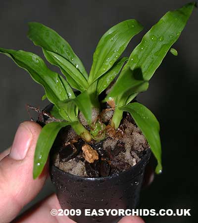 Растения из Тюмени. Краткий обзор - Страница 3 Coelogyne-chloroptera