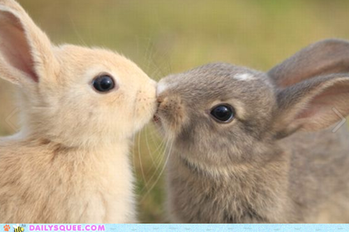 Kiss Rabbits