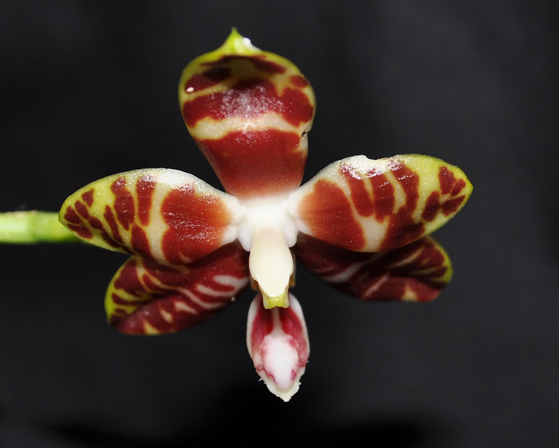 Phalaenopsis amboinensis DSC_0021
