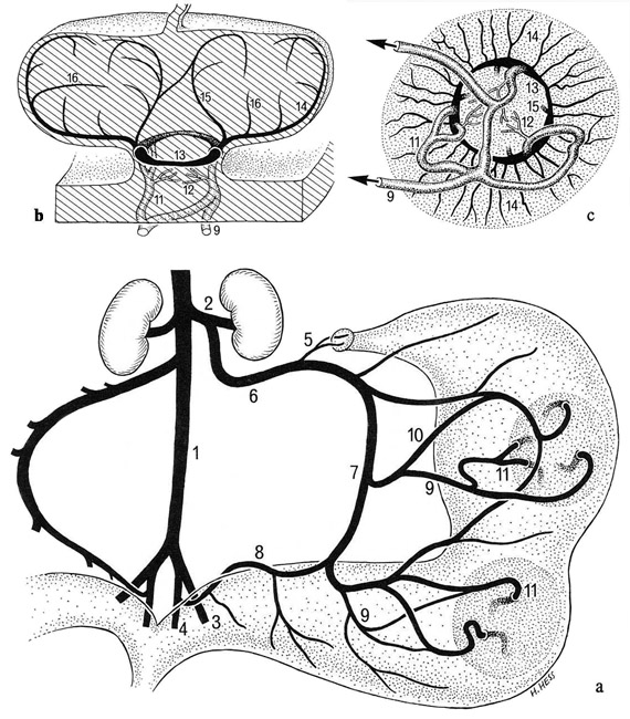 Fig. 12: Venous drainage of uterus (a) and placenta (b, c) in the guinea pig and other caviomorph rodents.