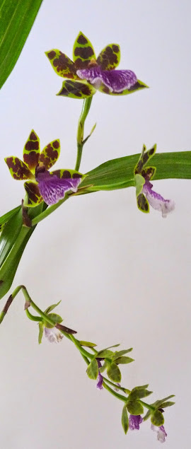 Zygopetalum Titanic P1420773