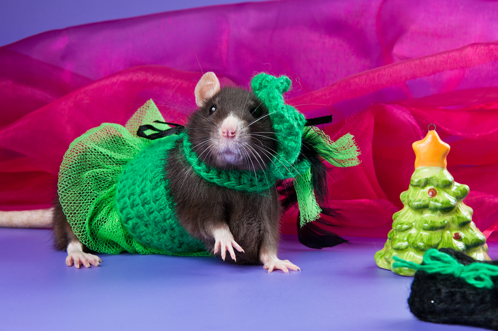 Картинки крысы смешные. Крыса. Зеленая крыса. Крыска в платье. Забавные крысы.