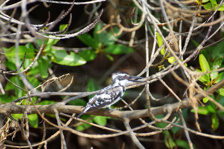 Шри-Ланка: на машине 1 100 км,  фото без комментариев, март-апрель 2013г.