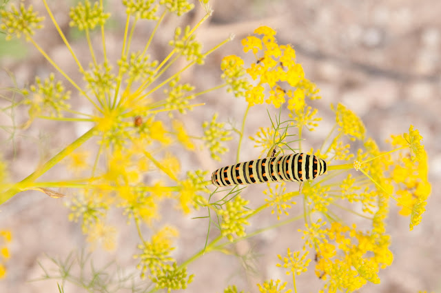 swallow tail catepillar