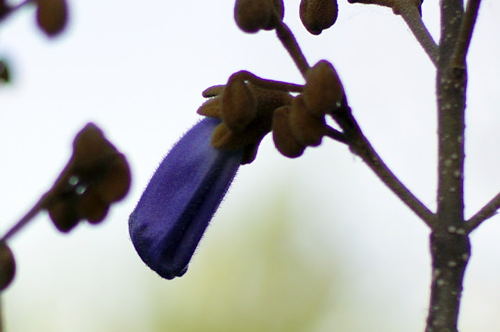 _DSC0185.JPG
