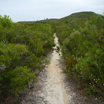 Sandy track through heath on the Awabakal Coastal Walk (392027)