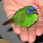 Pinzón loro de cara azul / Foto: Luis Fidel Sarmiento